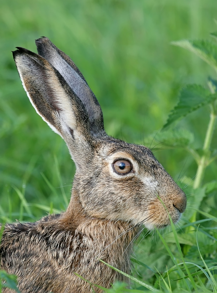 Dieser Hase...