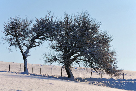 Frost