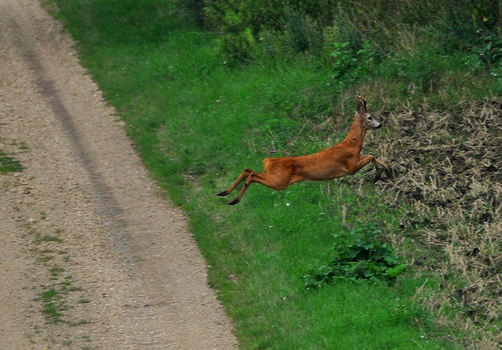"Bambi" unterwegs 2
