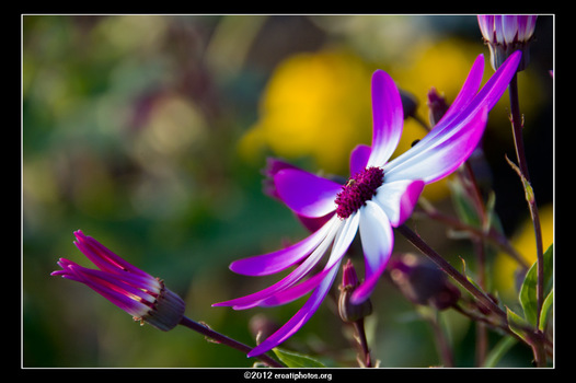 Blume