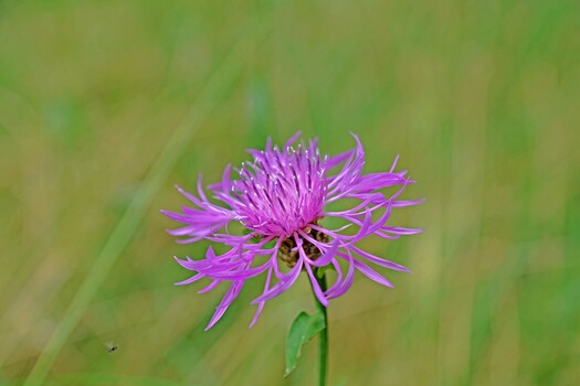 Wiesen Flockenblume