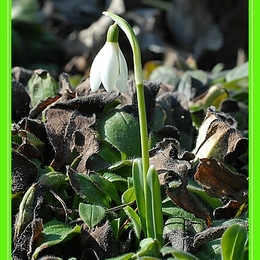 Frühling wird`s