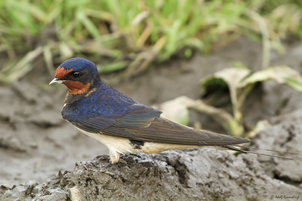 Rauchschwalbe (Hirundo rustica)