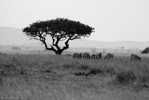 Serengeti
