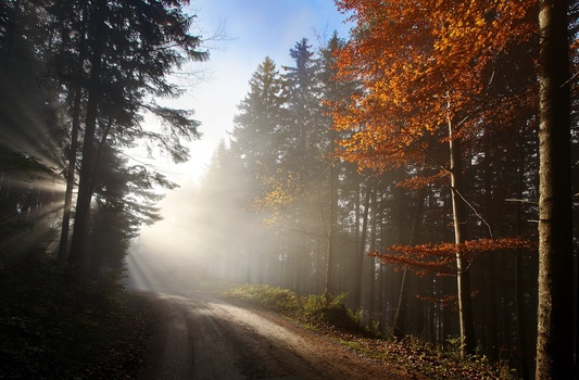 Herbstwald