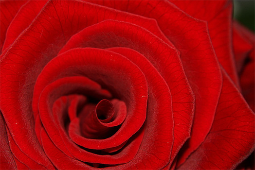 Die rote Schönheit