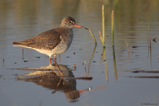 Rotschenkel ( Tringa totanus)