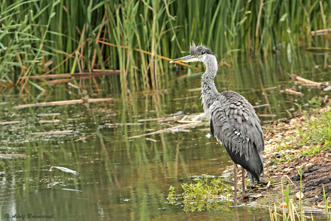 Jugendlicher Graureiher (Ardea cinerea)