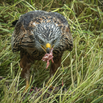 Mahlzeit!