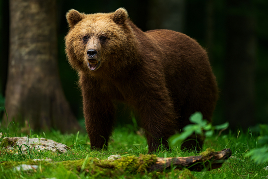 Slowenischer Braunbär
