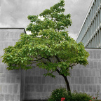 Urbane Vegetation