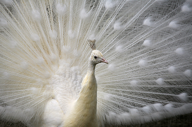 Pfau