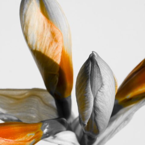 Amaryllis