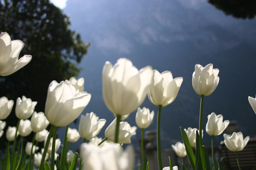 Tulpenfeld
