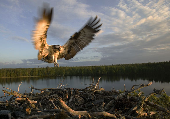 Osprey