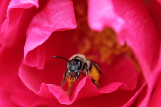 busy Bee