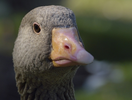 Gans