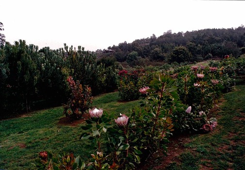 PROTEA ZUCHT AUF DER INSEL MAUI VOR CA. 50 JAHREN