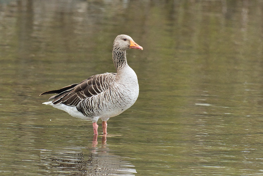 bin Gans brav
