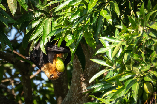 Des Flughunds liebste Frucht ist die Mango.