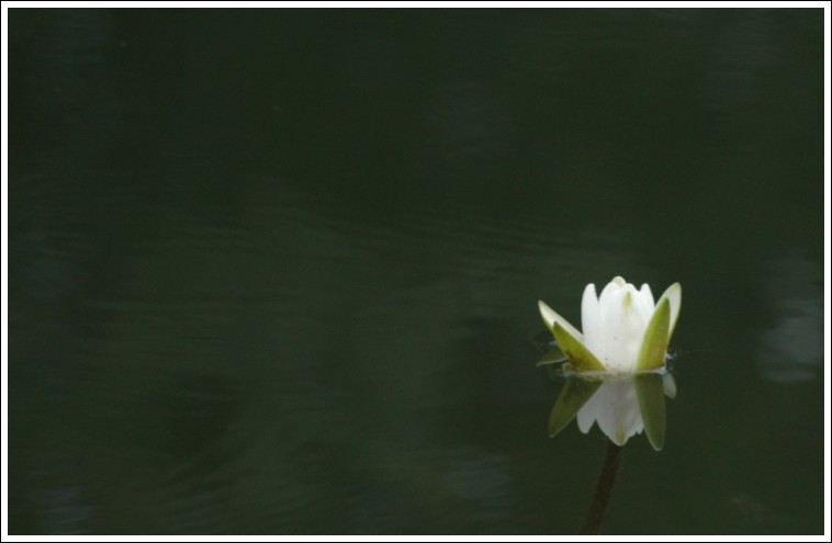 Lonely