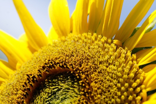 20 - Yellow