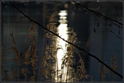 Schilfgras im Abendlicht