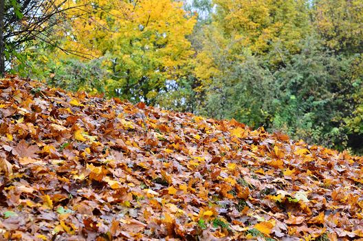 Herbst an der Liesing