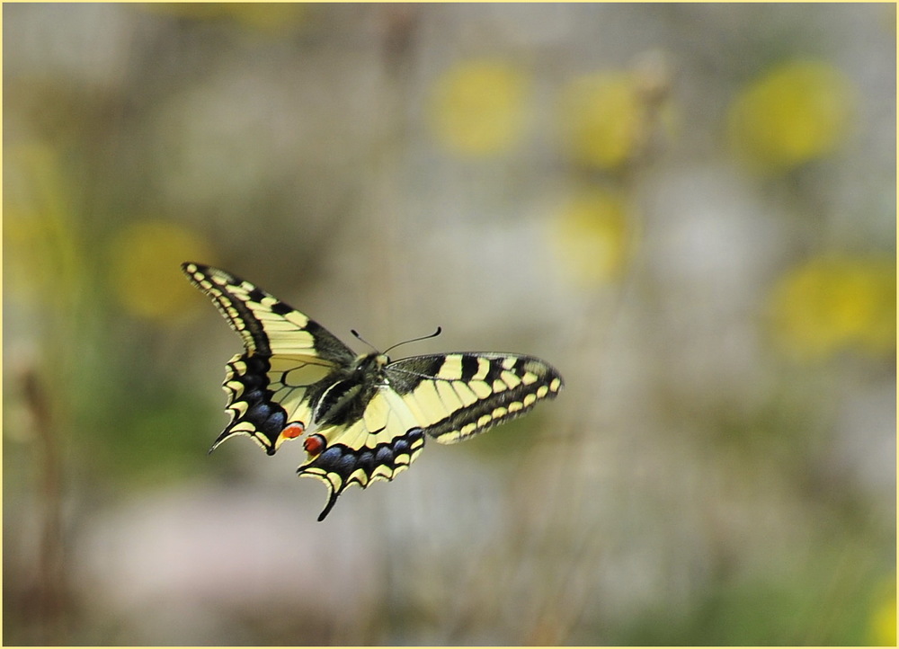 Schwalbenschwanz im Flug