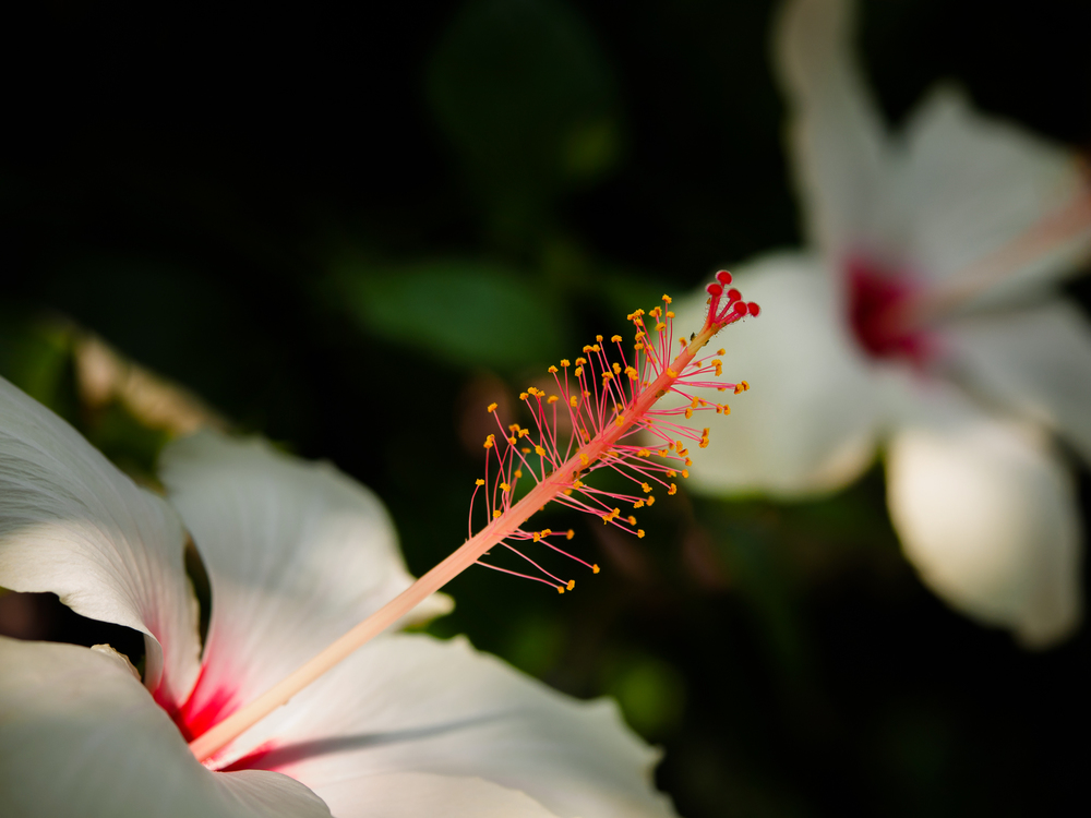 Hibiskus