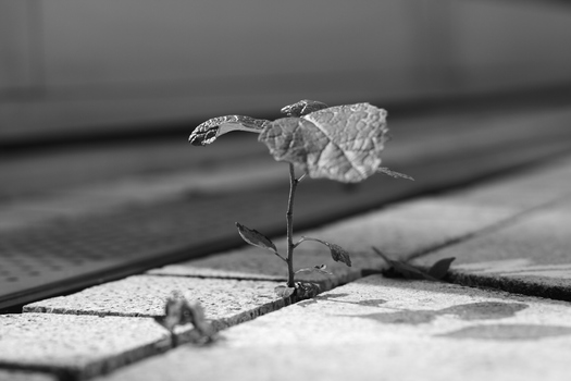 Die Natur kehrt zurück