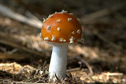 Fliegenpilz