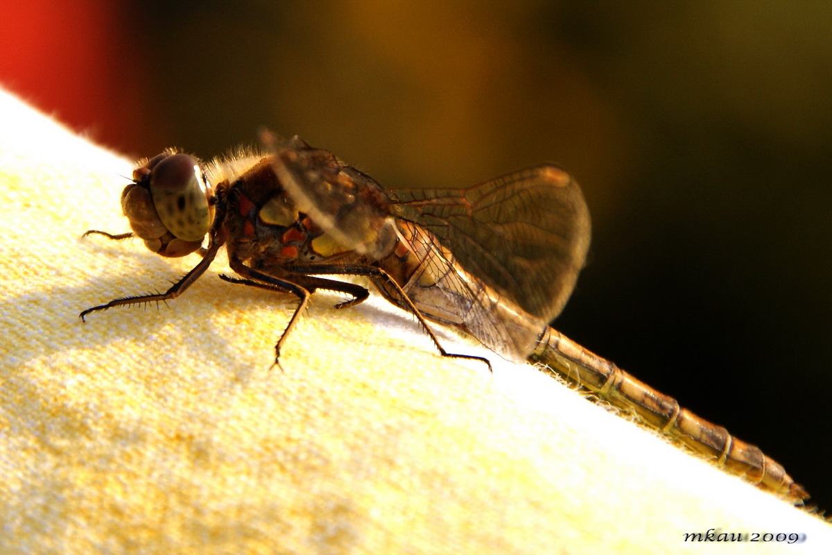 libelle am abend...