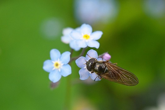 Fliegende Ameise auf Vergissmeinnicht
