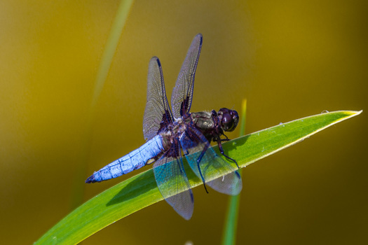 Libelle am Teich II