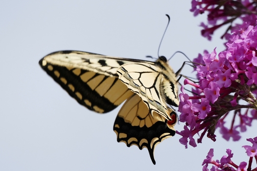 Schmetterling