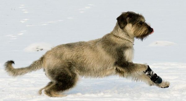 Aschenputtel im Schnee