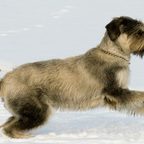 Aschenputtel im Schnee