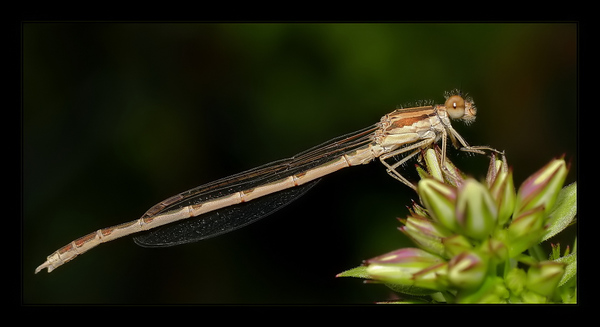 Libelle