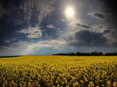 Sonnenfeld