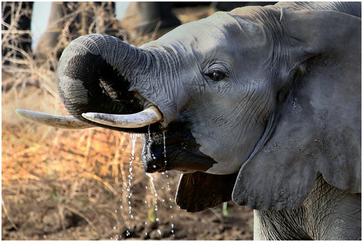 Drinking
