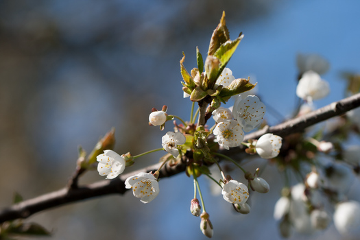 Nochmal Frühling...