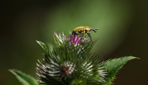 Rüsselkäfer - Larinus turbinatus