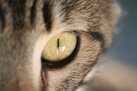 Kater Sunny