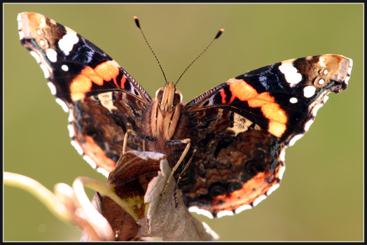 Schmetterling