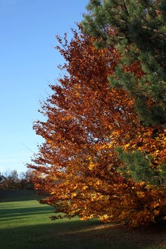 Letzter Herbstspaziergang
