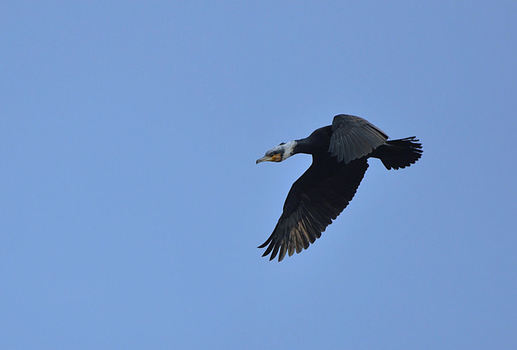 Fliegende Fischer