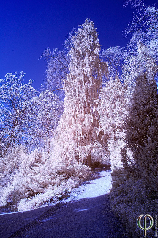 Baum