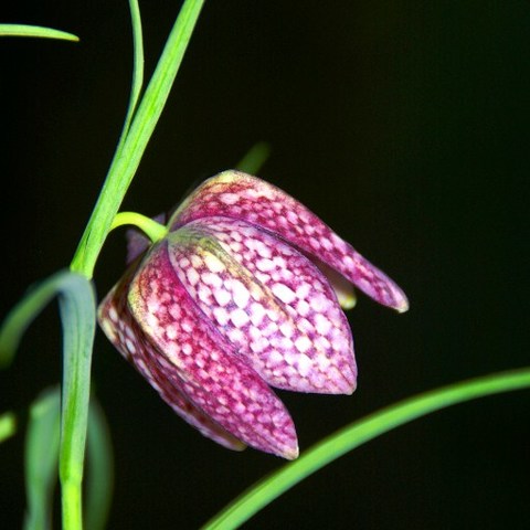 Sumpfschönheit Schachbrettblume