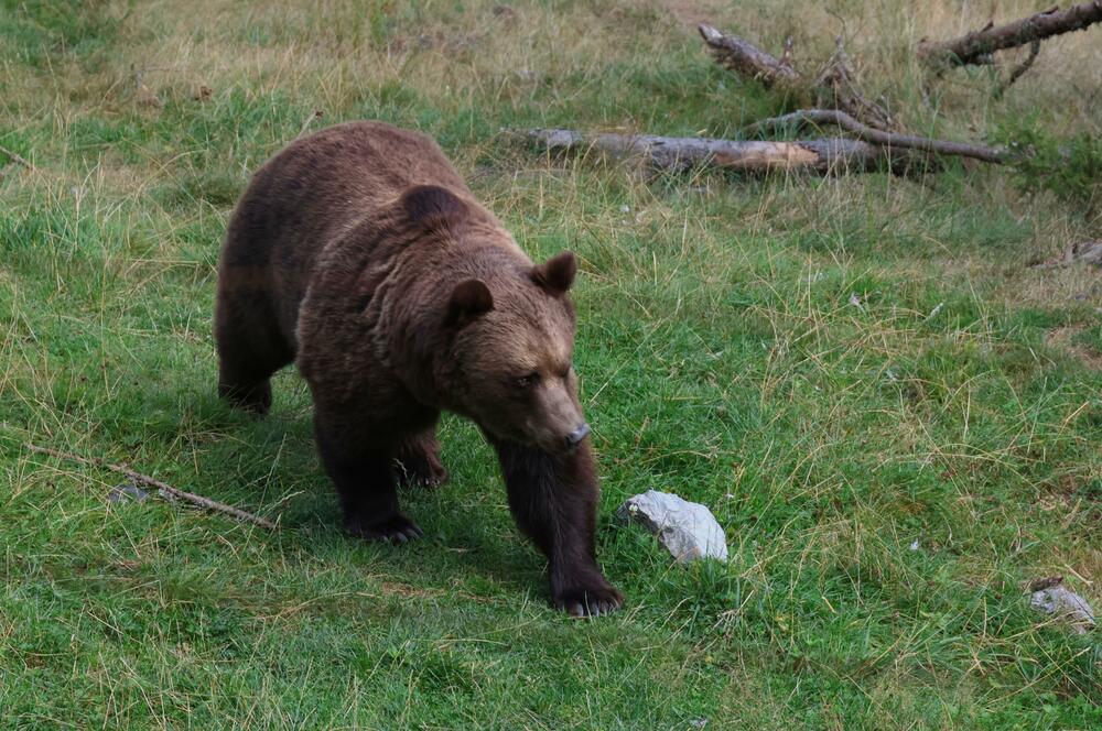 Braunbär_EOS R7